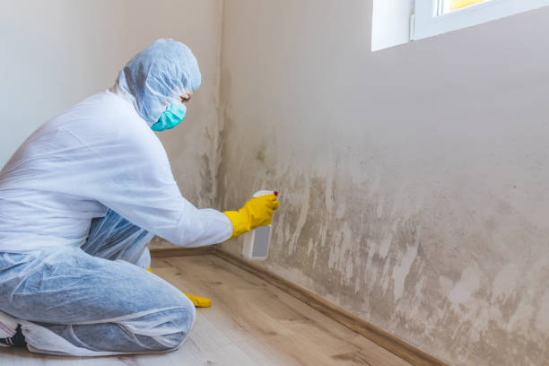 Licensed Black Mold Remediation service in Winchester, IL - Mold Remediation HQ