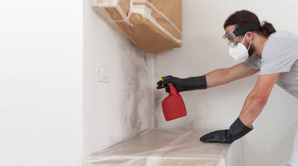 Professional Black Mold Remediation technician working in Winchester, IL