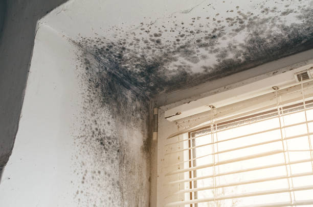 Affordable Black Mold Remediation solutions in Winchester, IL